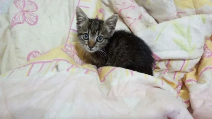 Gato ra a SRD idade Abaixo de 2 meses nome Fofinha