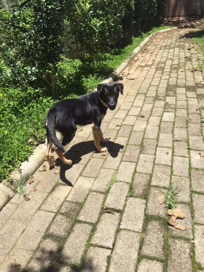 Cachorro ra a SRD idade  nome MAX