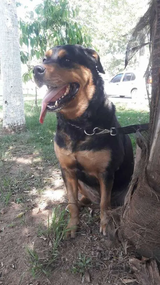 Cachorro ra a Rotweiller idade 3 anos nome Roxane
