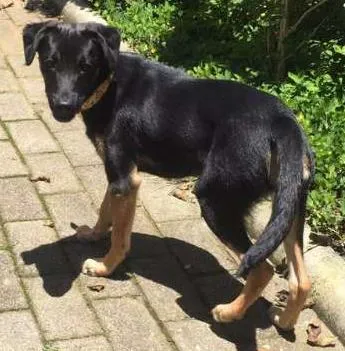 Cachorro ra a SRD idade  nome MAX