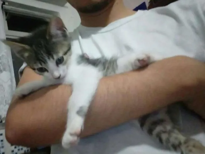 Gato ra a SRD idade 2 a 6 meses nome Mingual