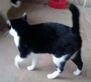 Gato raça SRD idade 2 anos nome feijão