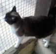 Fumaça