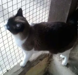 Gato raça SRD idade 2 anos nome Fumaça