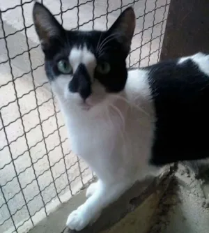 Gato raça SRD idade 2 anos nome Berinjela