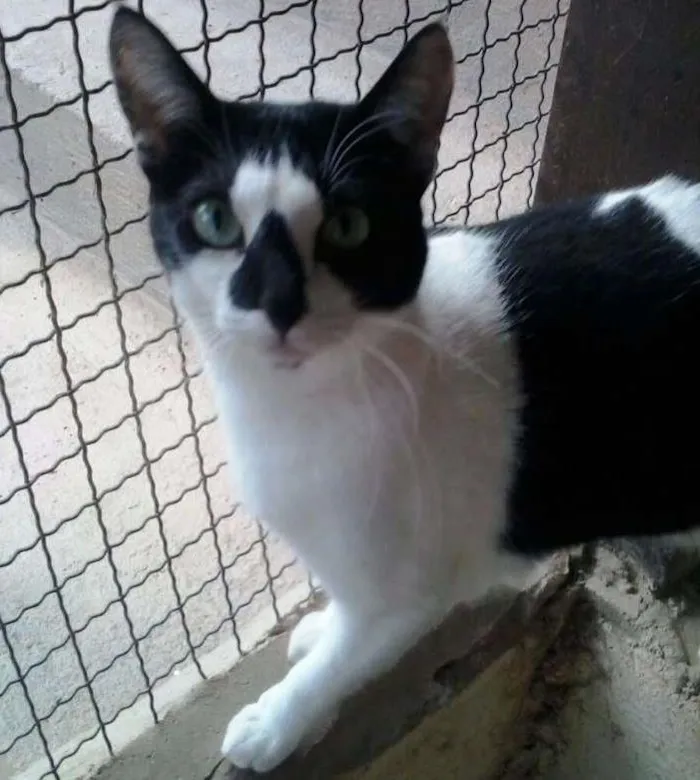Gato ra a SRD idade 2 anos nome Berinjela