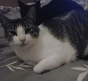 Gato raça SRD idade 3 anos nome Baby