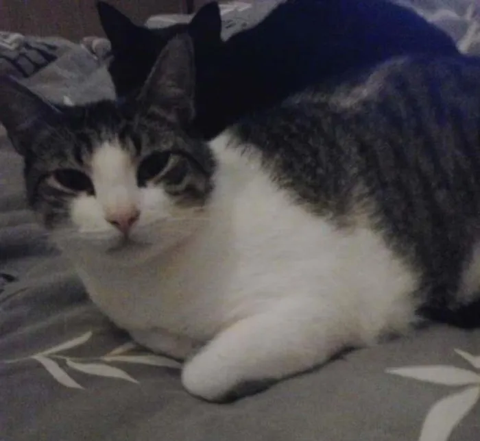 Gato ra a SRD idade 3 anos nome Baby