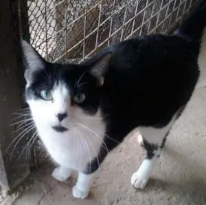 Gato raça SRD idade 2 anos nome Panda