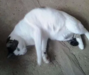 Gato raça SRD idade 2 anos nome Azeitona