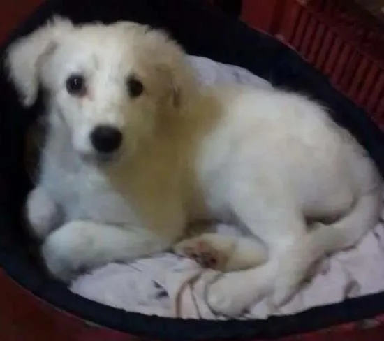 Cachorro ra a Indefinida idade 2 a 6 meses nome Alice
