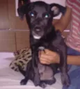 Boby