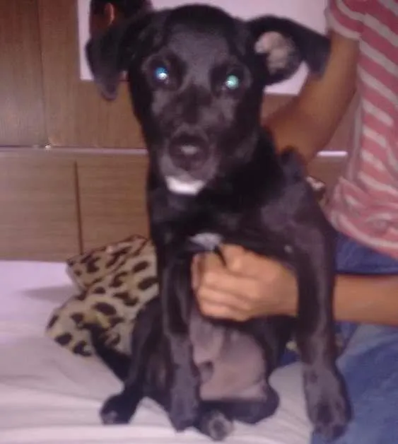 Cachorro ra a Vira- lata idade 2 a 6 meses nome Boby