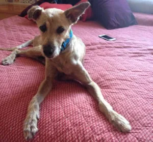 Cachorro raça SRD idade 6 ou mais anos nome Happy