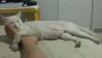 Gogo