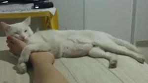 Gato raça Sem Raça definida, ele é todo branco  idade 3 anos nome Gogo