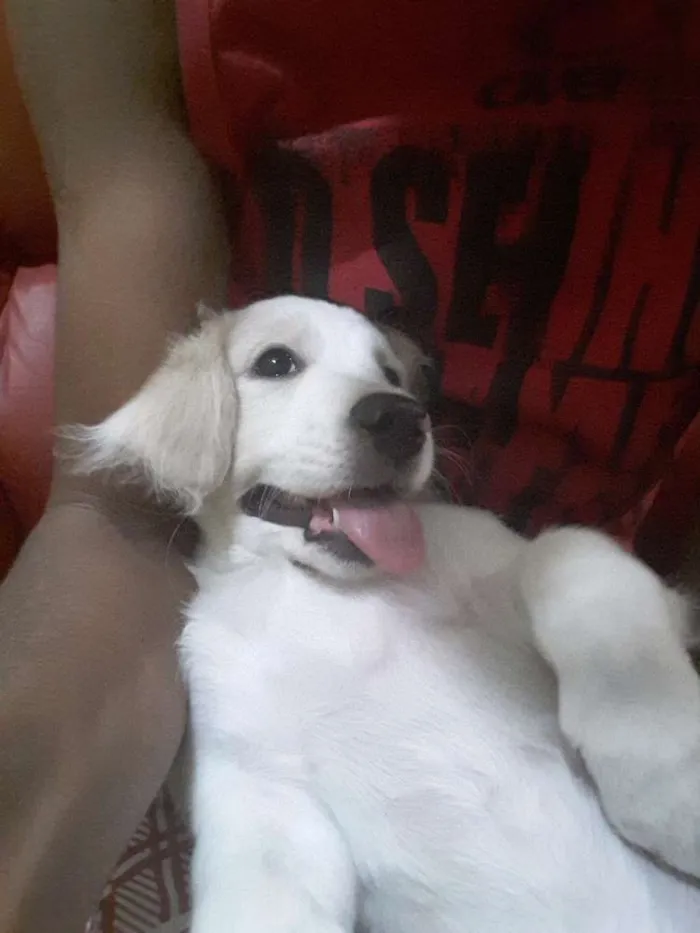Gato ra a Nao sei idade 2 a 6 meses nome Maria lua