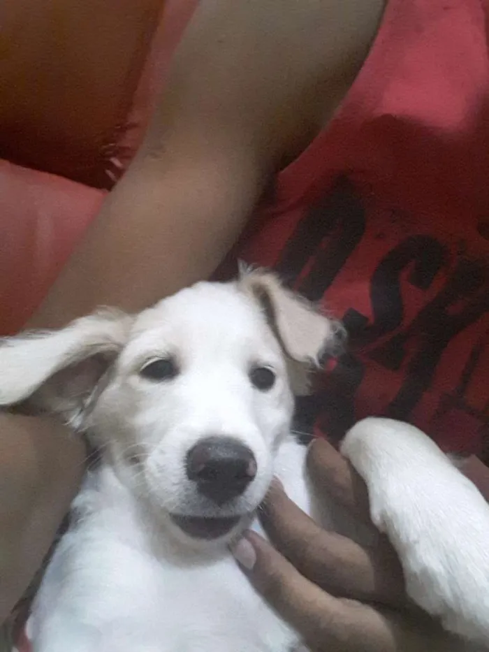 Gato ra a Nao sei idade 2 a 6 meses nome Maria lua