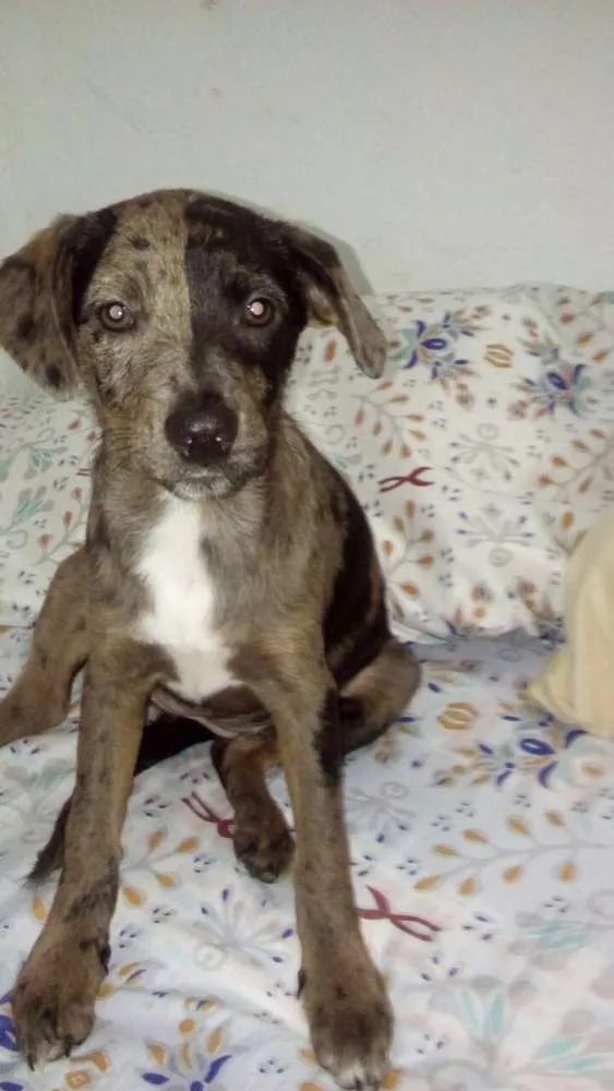 Cachorro ra a SRD idade 2 a 6 meses nome filhotes