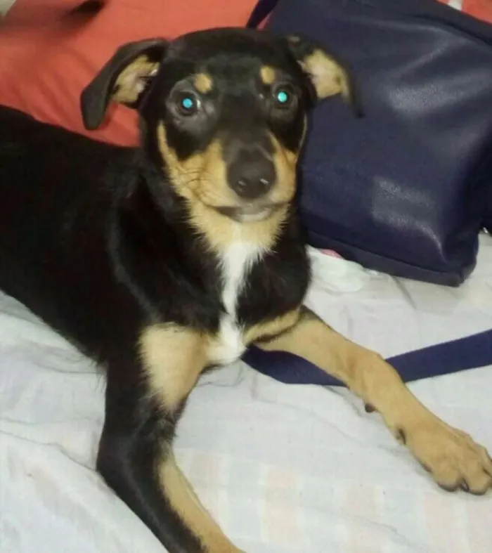 Cachorro ra a SRD idade 2 a 6 meses nome filhotes