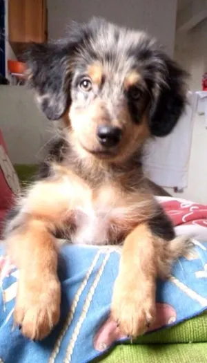 Cachorro raça SRD idade 2 a 6 meses nome filhotes