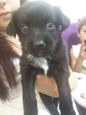 Cachorro raça SRD idade Abaixo de 2 meses nome filhotes