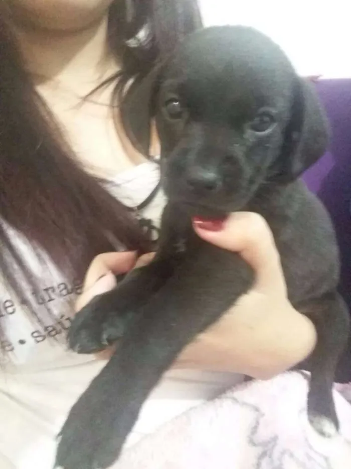 Cachorro ra a SRD idade Abaixo de 2 meses nome filhotes