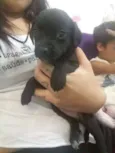 filhotes