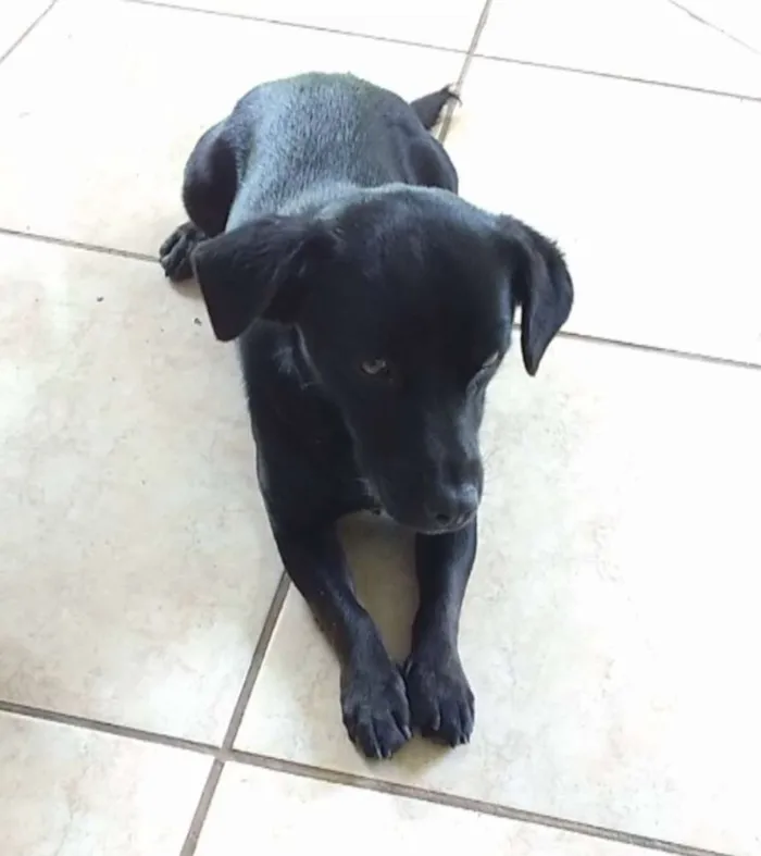 Cachorro ra a vira lata idade 2 a 6 meses nome Nao possui nome