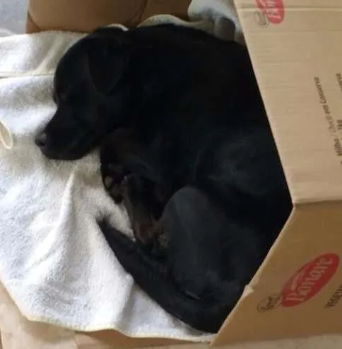 Cachorro ra a vira lata idade 2 a 6 meses nome Nao possui nome