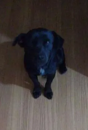 Cachorro ra a vira lata idade 2 a 6 meses nome Nao possui nome