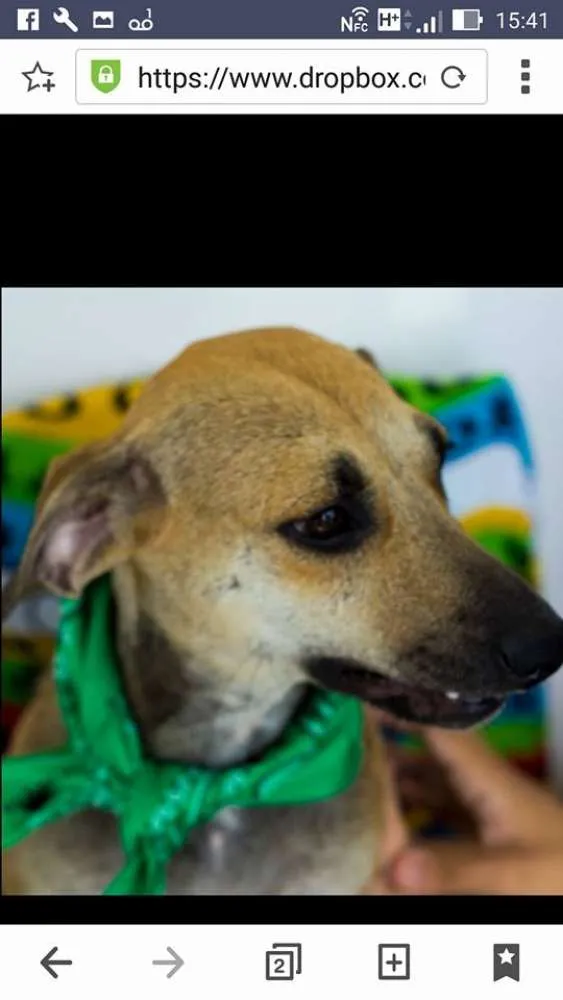 Cachorro ra a SDR idade 2 anos nome Paulinha 