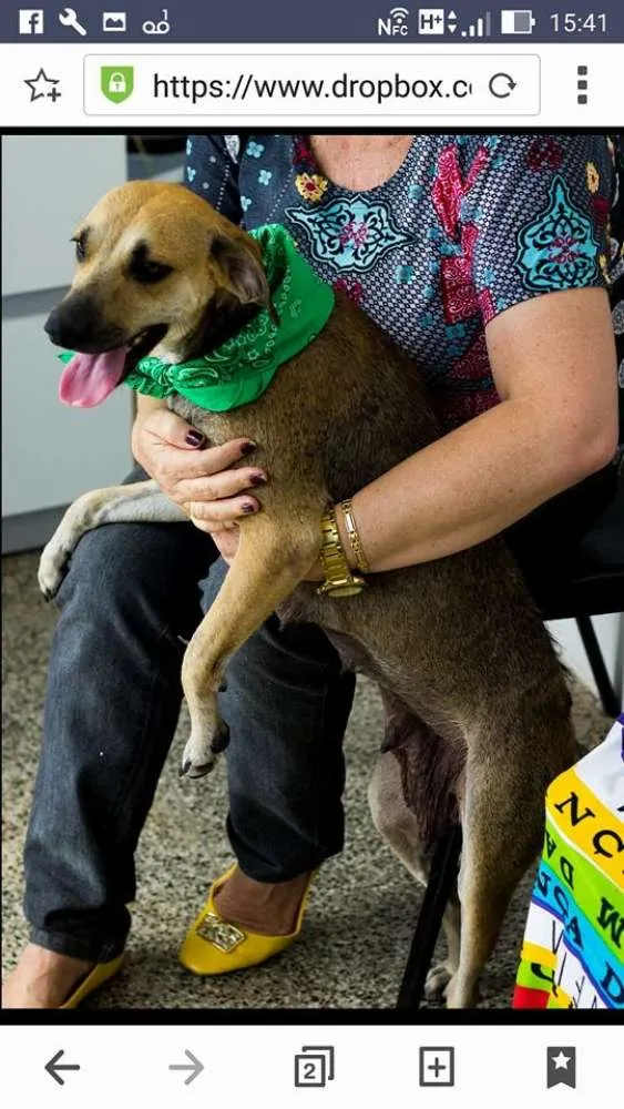 Cachorro ra a SDR idade 2 anos nome Paulinha 