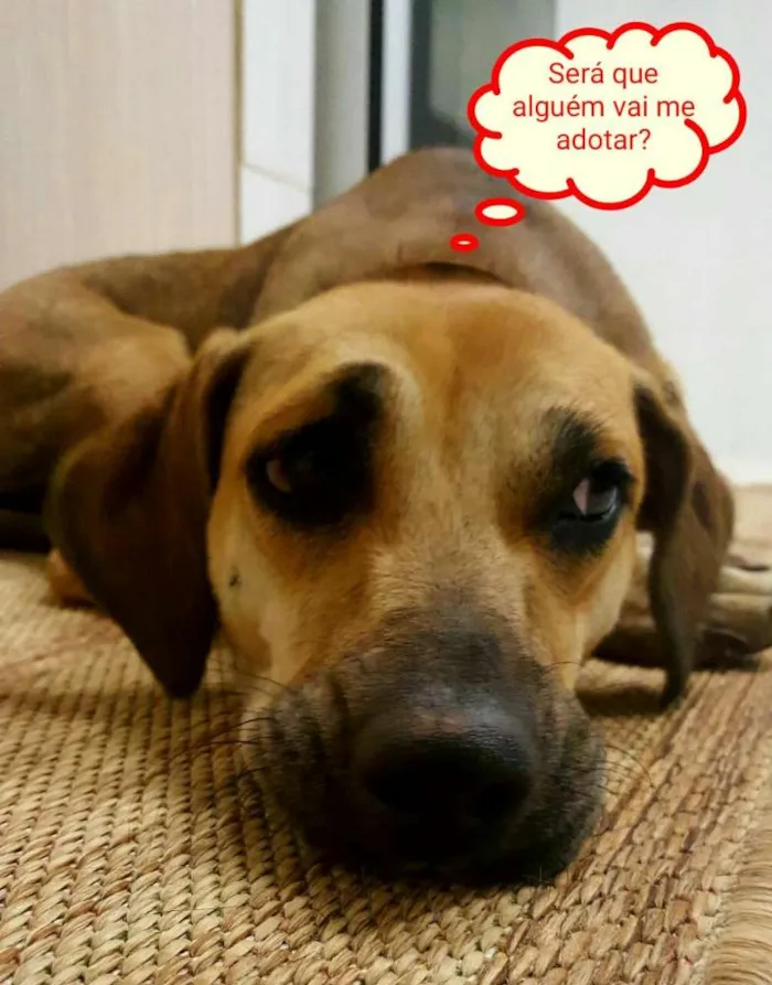 Cachorro ra a SDR idade 2 anos nome Paulinha 