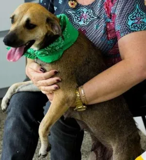 Cachorro raça SDR idade 2 anos nome Paulinha 