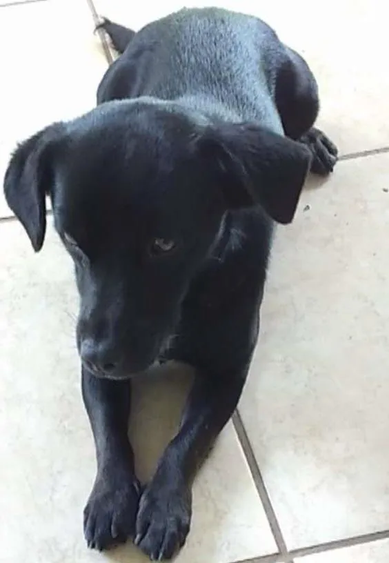 Cachorro ra a vira lata idade 2 a 6 meses nome Nao possui nome