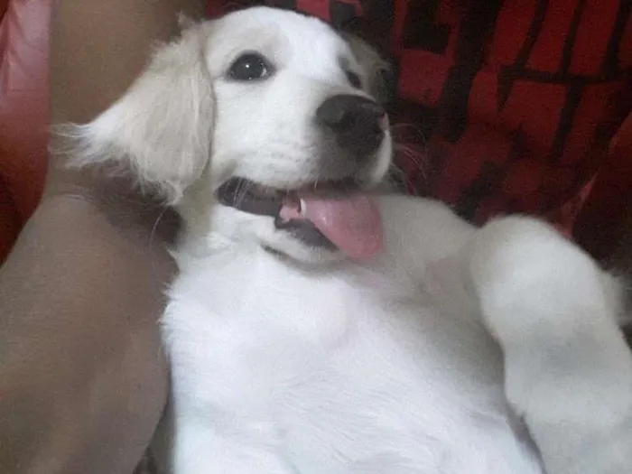 Gato ra a Nao sei idade 2 a 6 meses nome Maria lua