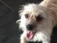 Jaque