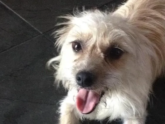 Cachorro raça Vira lata  idade 2 anos nome Jaque
