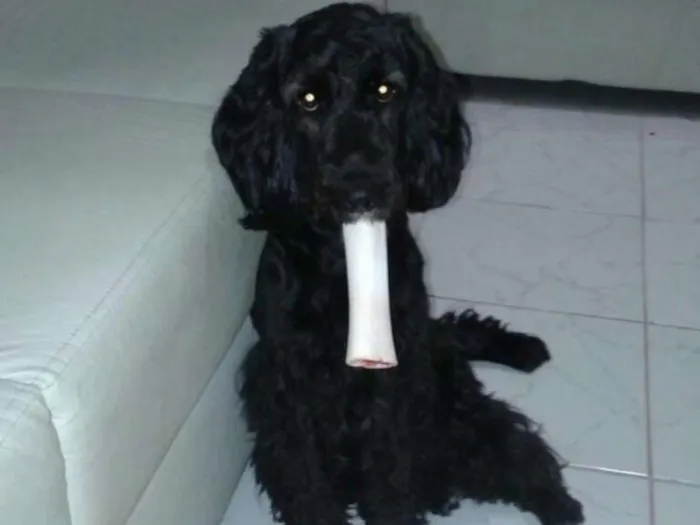 Cachorro ra a Cicker spainel idade 2 anos nome Pompeu
