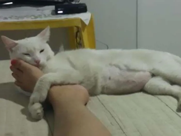 Gato raça Sem Raça definida, ele é todo branco  idade 3 anos nome Gogo
