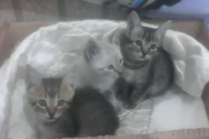 Gato ra a Siamês idade 2 a 6 meses nome sem nome