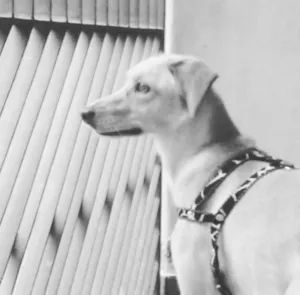 Cachorro raça Vira-Lata idade 2 anos nome Dory