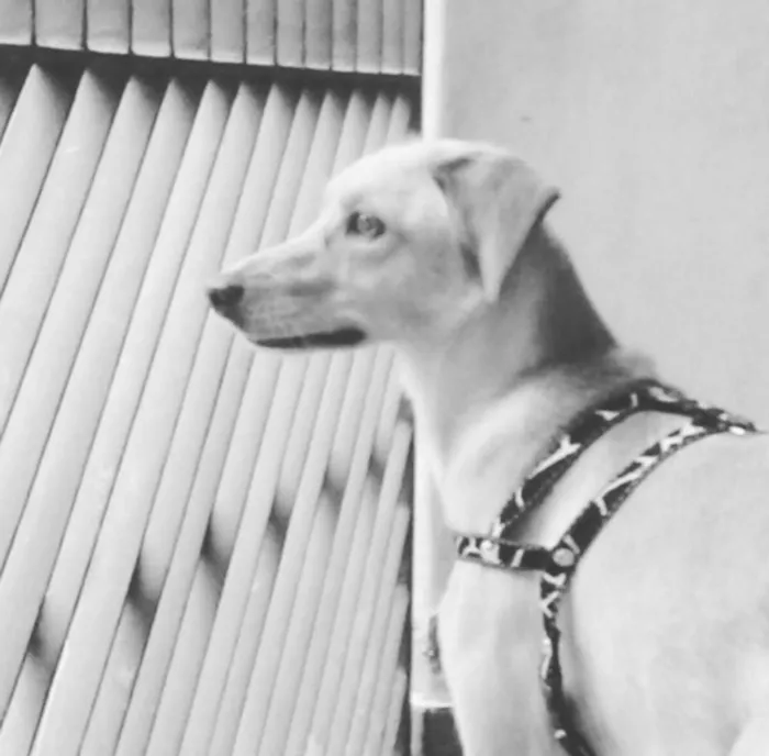 Cachorro raça Vira-Lata idade 2 anos nome Dory