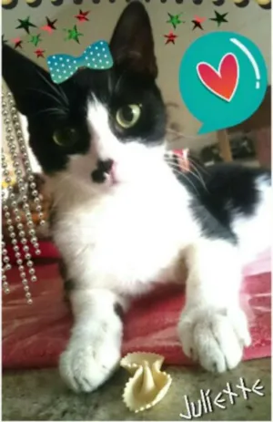 Gato raça SRD (frajola) idade 7 a 11 meses nome Juliette