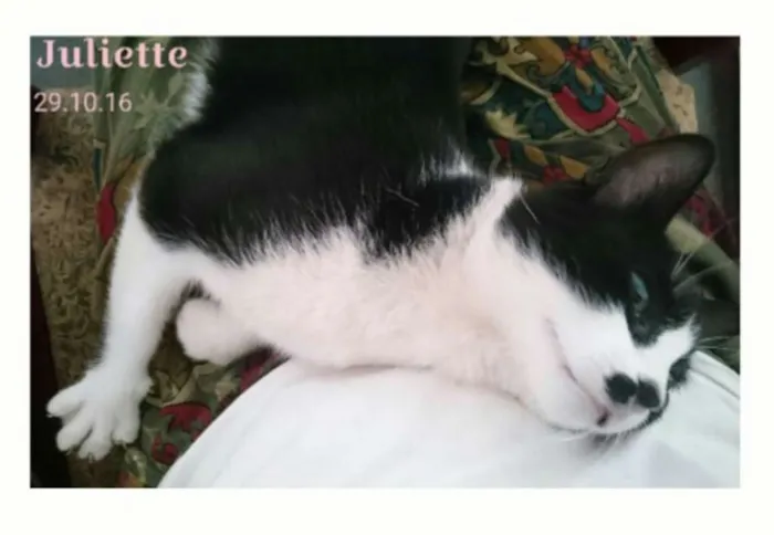 Gato ra a SRD (frajola) idade 7 a 11 meses nome Juliette