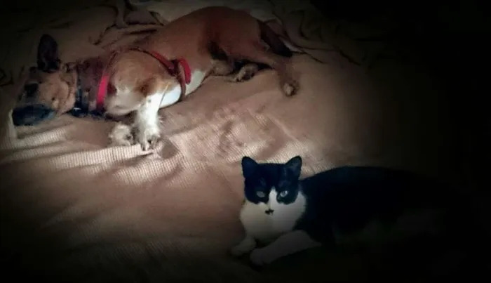 Gato ra a SRD (frajola) idade 7 a 11 meses nome Juliette