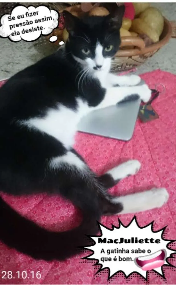 Gato ra a SRD (frajola) idade 7 a 11 meses nome Juliette