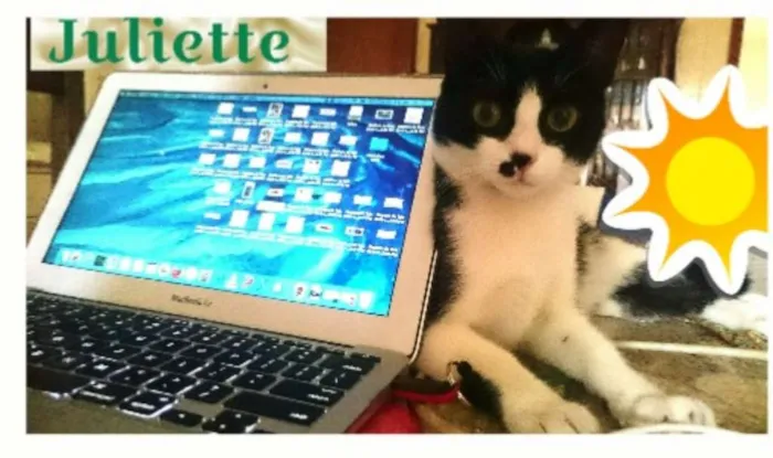 Gato ra a SRD (frajola) idade 7 a 11 meses nome Juliette
