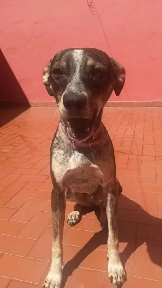 Cachorro ra a SRD idade 1 ano nome Paçoquinha